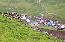 Mykines Private Hike and Tour Adventure 