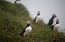 Mykines Private Hike and Tour Adventure 