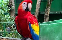  Exclusive Roatan Islands Tour Monkey Sloth birds 
