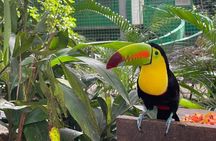  Exclusive Roatan Islands Tour Monkey Sloth birds 