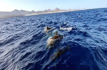 Sunset with Dolphins on the Lanzarote Coast