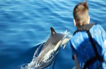 Marine Safari Dolphins in their natural habitat