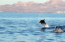 Marine Safari Dolphins in their natural habitat