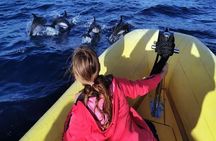 Marine Safari Dolphins in their natural habitat