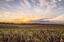Maui Gold Pineapple Farm and Feast Experience