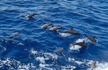 Marsa Mubarak by Luxury Boat Swimming with Dugong and Turtle