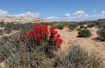 San Juan River and Hummer Cliff Dwelling Expedition