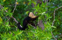Damas Island Quepos Authentic Local Mangrove Boat Tour