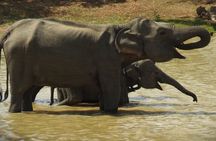 Pick up Mirissa, Tangalle, Yala safari tour and drop to Ella
