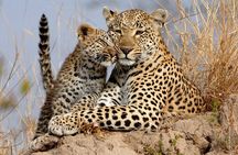 Yala National Park Safari Tours From Hambantota port