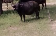 Mosi-oa-Tunya National Park Rhino Walk