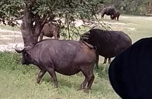 Mosi-oa-Tunya National Park Rhino Walk