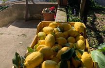 Lemon Trail : Lemon Tour with Tasting
