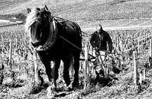 Discover the great wines of Vosne-Romanée 
