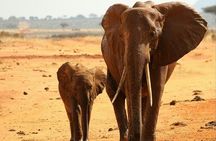 Day Tour To Tsavo East National Park