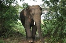 Yala National Park Safari Tours From Hambantota port