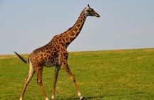 Nairobi City Excursion