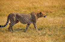 Nairobi City Excursion