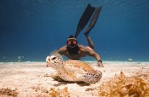 Curaçao Seabob in Playa Piskado Adventure with Sea Turtles