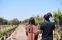  Mendoza Wine and Oil Tasting in Maipu