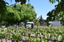  Mendoza Wine and Oil Tasting in Maipu