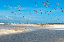 Marco Island and 10,000 Islands Sightseeing with Dolphin Tour 