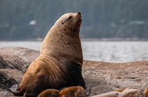 Private Whale Watching Nanaimo with Open Boat