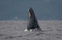 Private Whale Watching Nanaimo with Open Boat