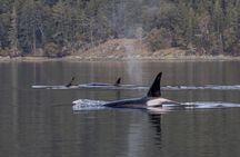 Private Whale Watching Nanaimo with Open Boat