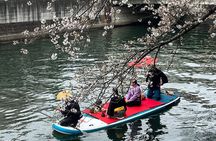 Cherry Blossom Viewing from a Boat: Tour in Yokohama Minato Mirai