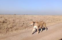 8 Days 7 nights Kenya and Tanzania private camping safari