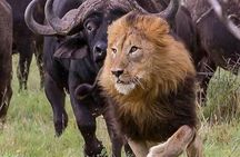 6 Day group safari to Mara, Nakuru & Amboseli in Midrange hotels.
