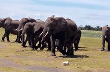 8 Days 7 nights Kenya and Tanzania private camping safari