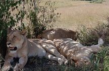 12 Days Safari Camping Tour in Kenya and Tanzania