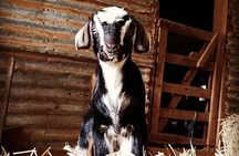 Historic Homestead Tour with Morning Tea