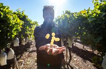Alicante: Guided Winery Tour with 4 Tastings in the Countryside