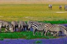 3 Days and 2 Nights Private Safari to Amboseli National Park