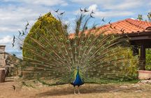 Ohrid Day Tour and Authentic Village from Tirana or Durres