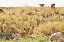 7-day River Cross Serengeti Wildebeest Migration