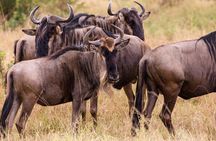 7-day River Cross Serengeti Wildebeest Migration