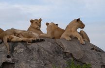 7-day River Cross Serengeti Wildebeest Migration