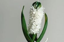Paris: Handcrafted Beeswax Hyacinth Candle Workshop