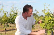 Taste of Provence - Wine and Scenery around Aix-en-Provence
