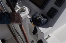 Whale Watching for 3 hours in Tenerife