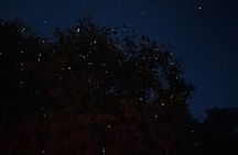 Kuala Selangor Fireflies and Blue Tears Tour with Dinner (SIC)