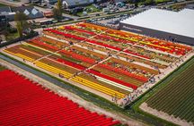 Unique Keukenhof Tour with Ticket, Tulip Field, Tulip Experience