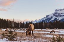 Canmore: Wilderness & Wildlife Tour - 2hr Walk 