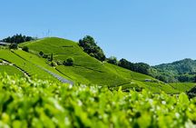 Uji and Wazuka Matcha Farm Half Day Private Guided Tour