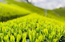 Uji and Wazuka Matcha Farm Half Day Private Guided Tour