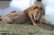 6 Day group safari to Mara, Nakuru & Amboseli in Midrange hotels.